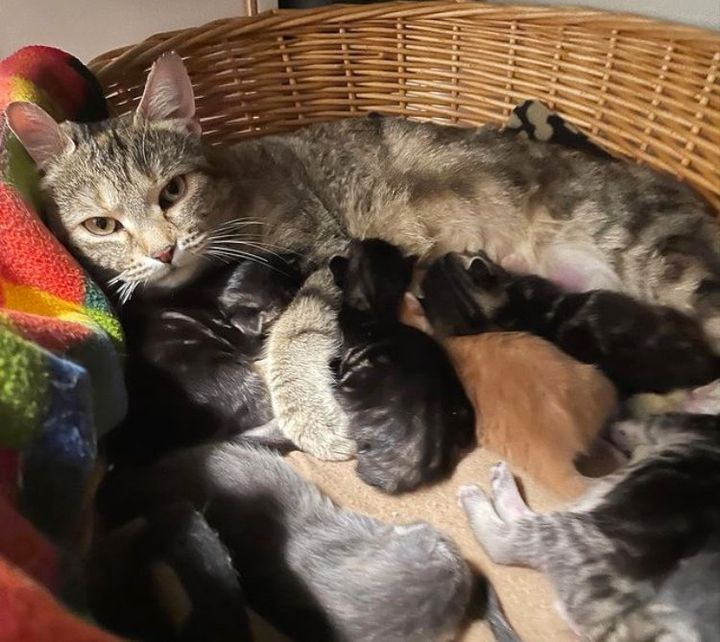 cat mom kittens nursing